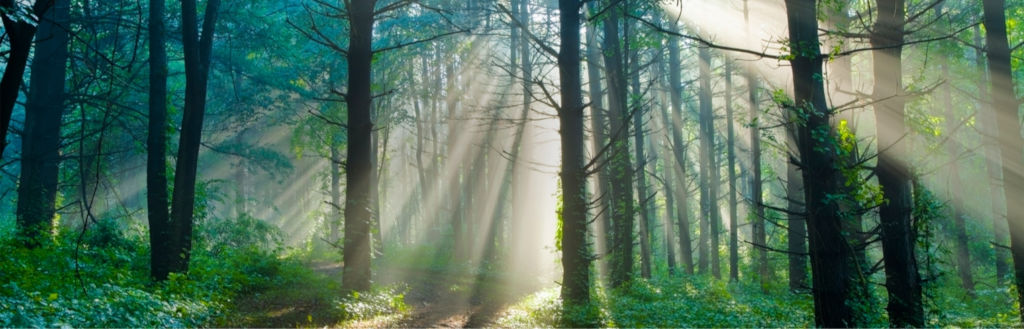 Odoo • Изображения и текст